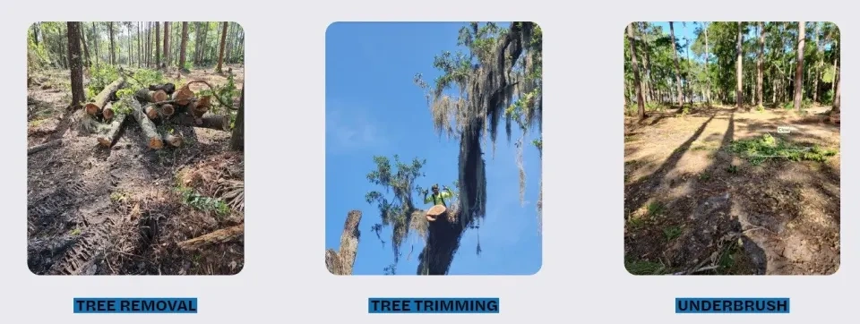 904Tree operating a compact track loader for tractor work in Jacksonville FL
