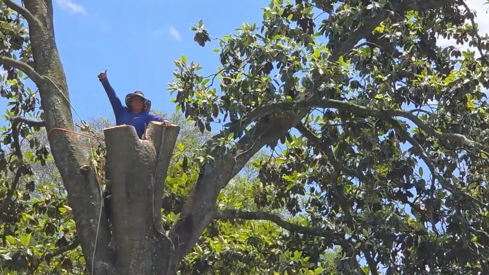 904Tree crew member giving a thumbs up from a large magnolia canopy during tree work in Jacksonville FL