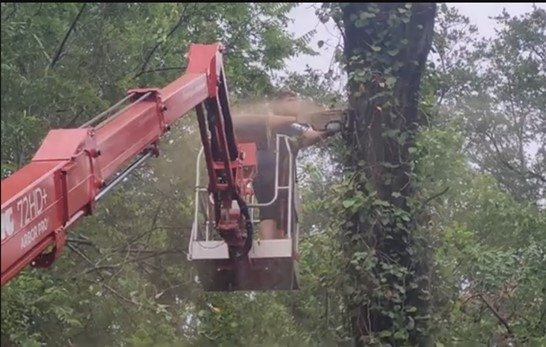 904Tree red spider lift trimming a tree canopy in Jacksonville, FL