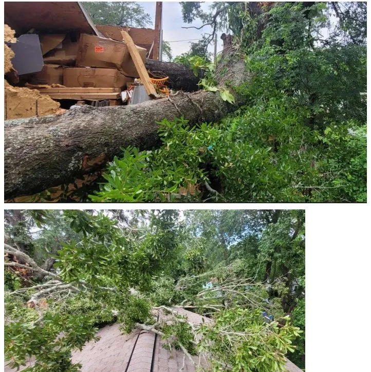 Tree Trimming and Pruning in Orange Park, FL by 904Tree.com™