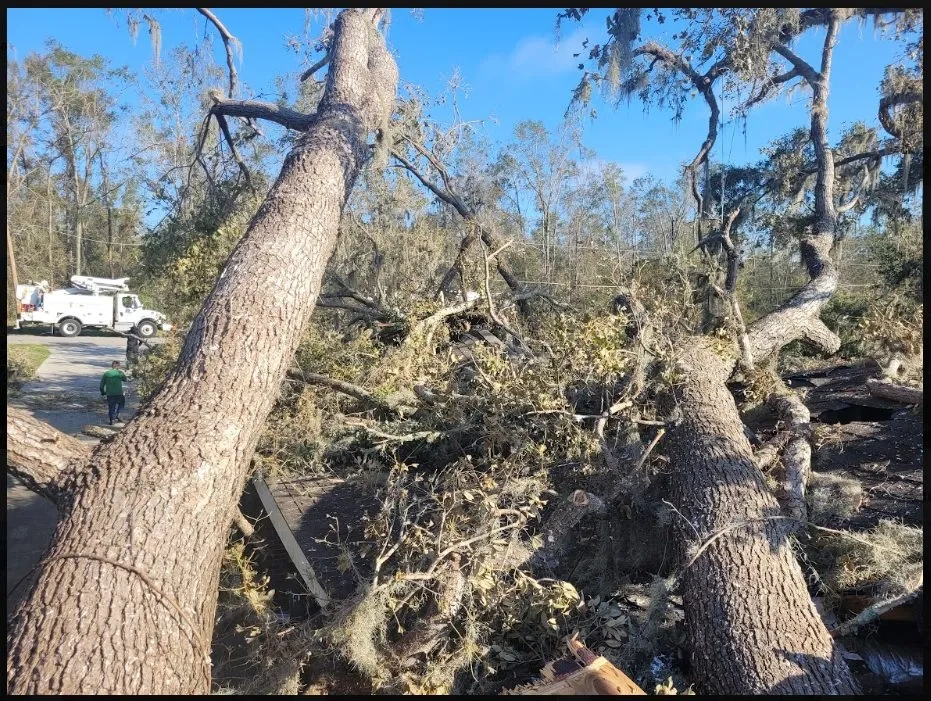 Tree Trimming and Pruning in Fleming Island, FL by 904Tree.com™